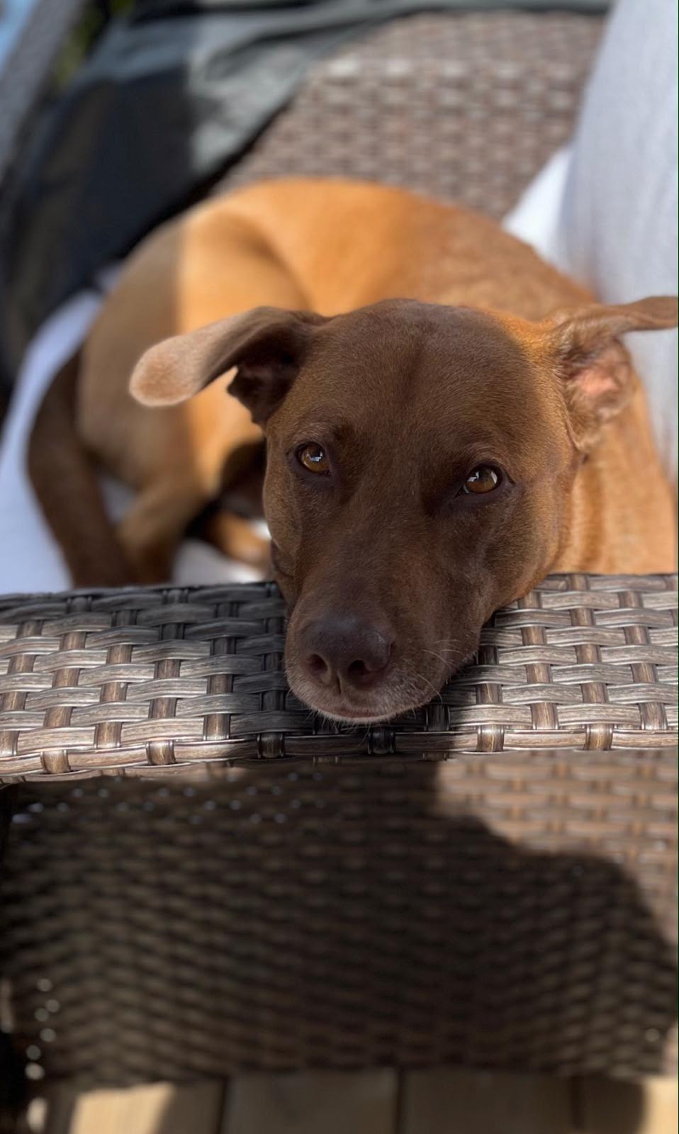 Enlarge Cindy, a Adoptable mixed breed in Oakville, ON image 6/6