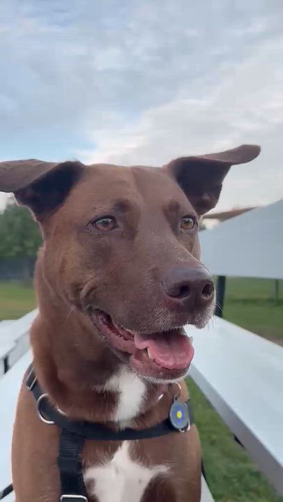 Enlarge Cindy, a Adoptable mixed breed in Oakville, ON video 5/6