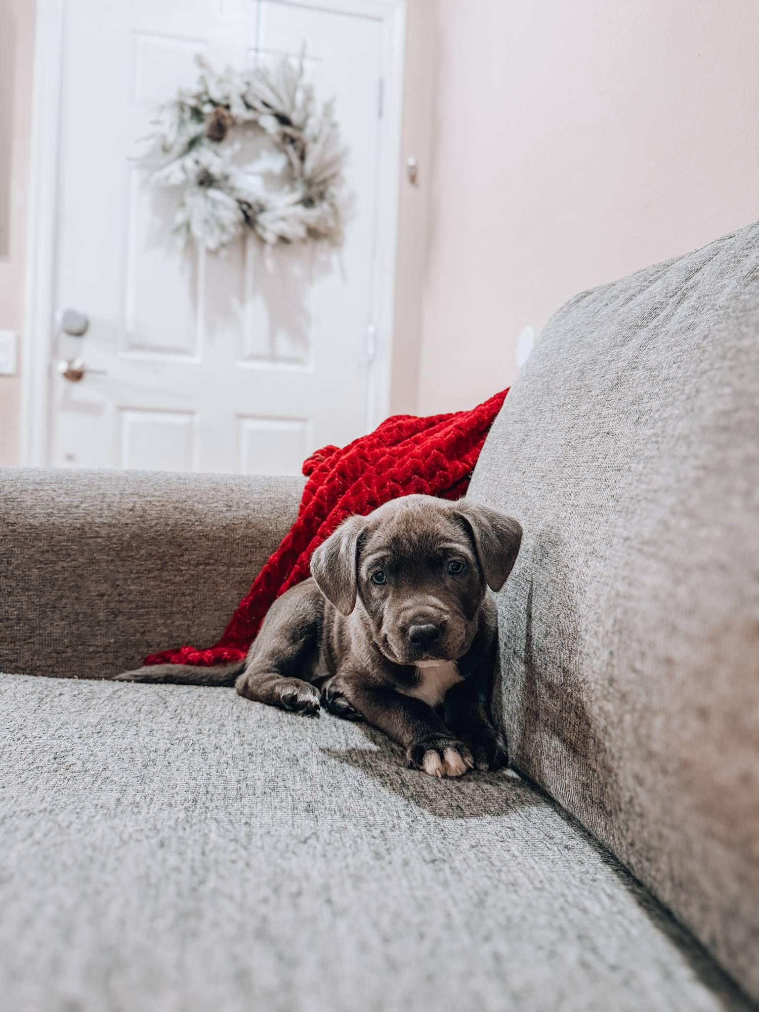 Jack, ADOPTABLE, Puppy Male Weimaraner.