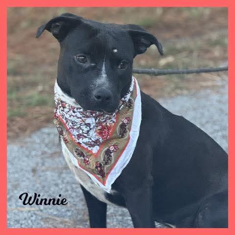 Enlarge Winnie, a Adoptable Mixed Breed in Sumter, SC image 1/1