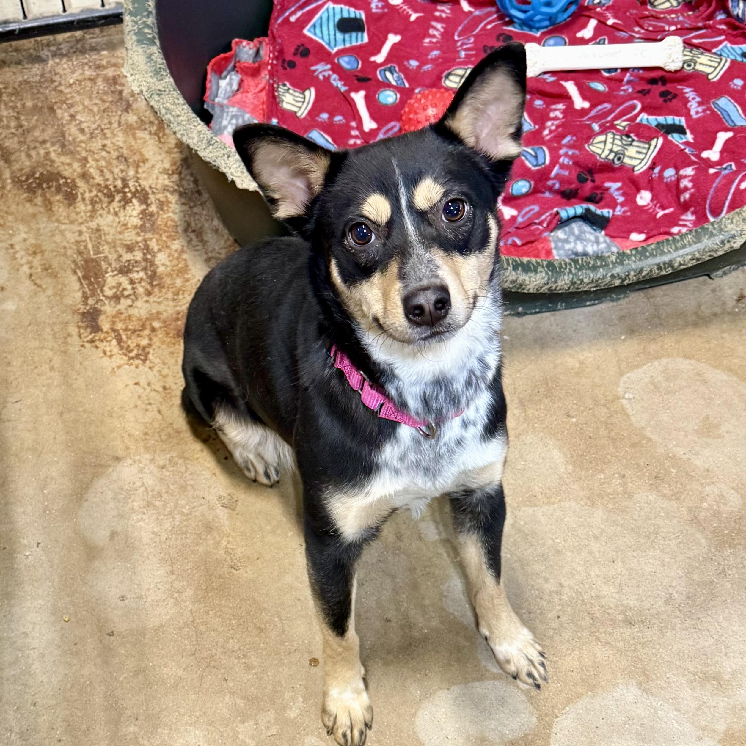 Enlarge Lilly Beth, an adopted mixed breed in Gallatin, TN image 3/3