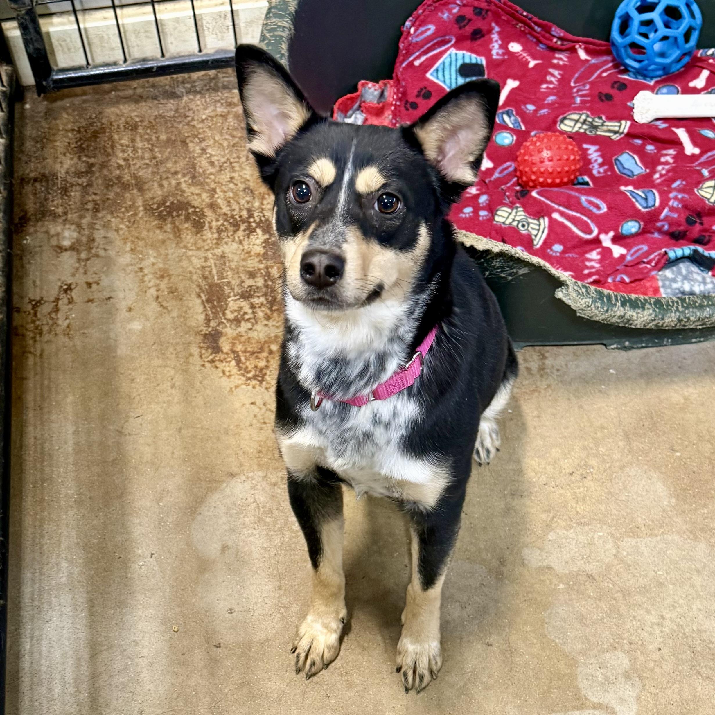 Enlarge Lilly Beth, an adopted mixed breed in Gallatin, TN image 1/3