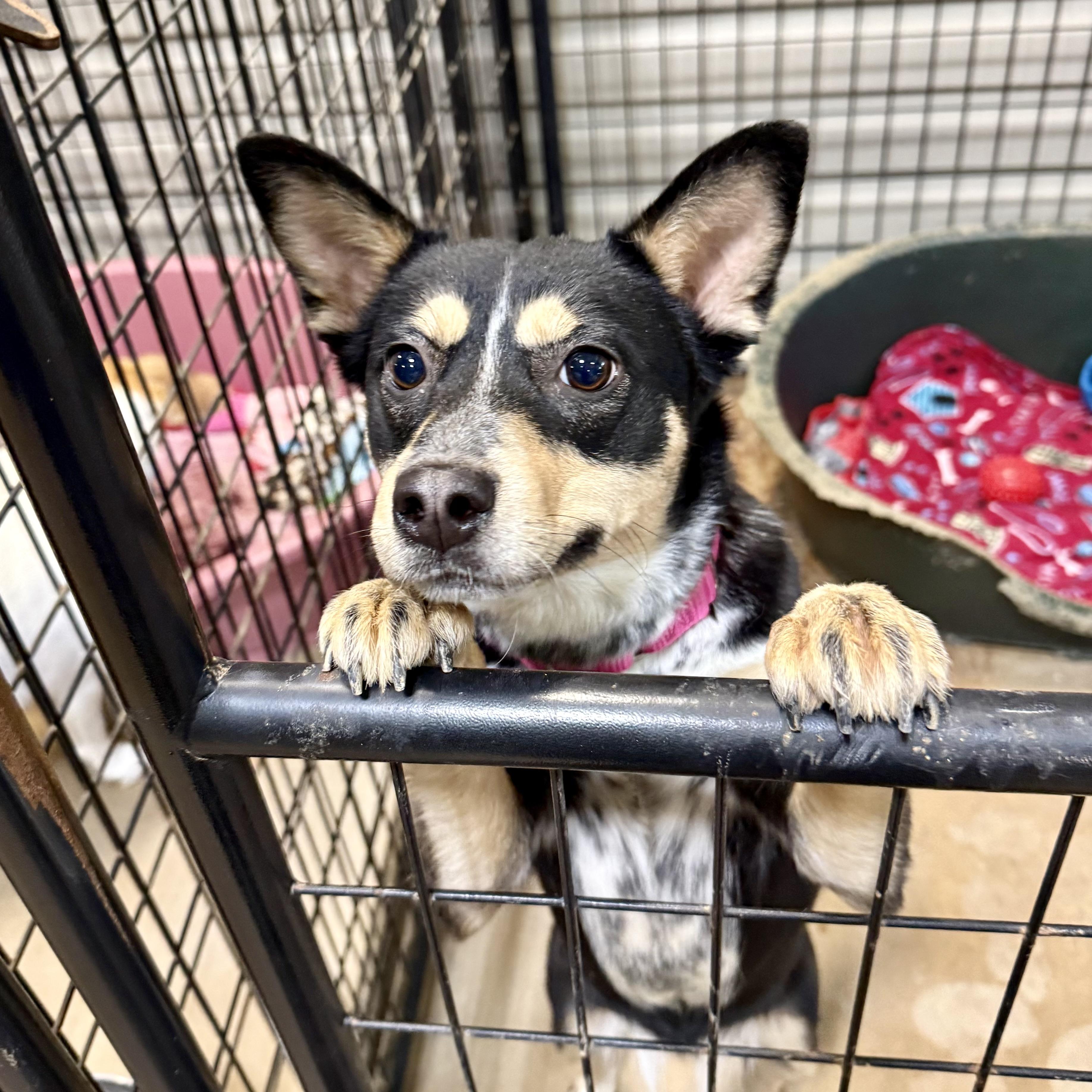 Enlarge Lilly Beth, an adopted mixed breed in Gallatin, TN image 2/3