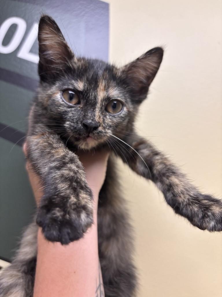 Nutmeg, Adopted, Kitten Female Domestic Short Hair.