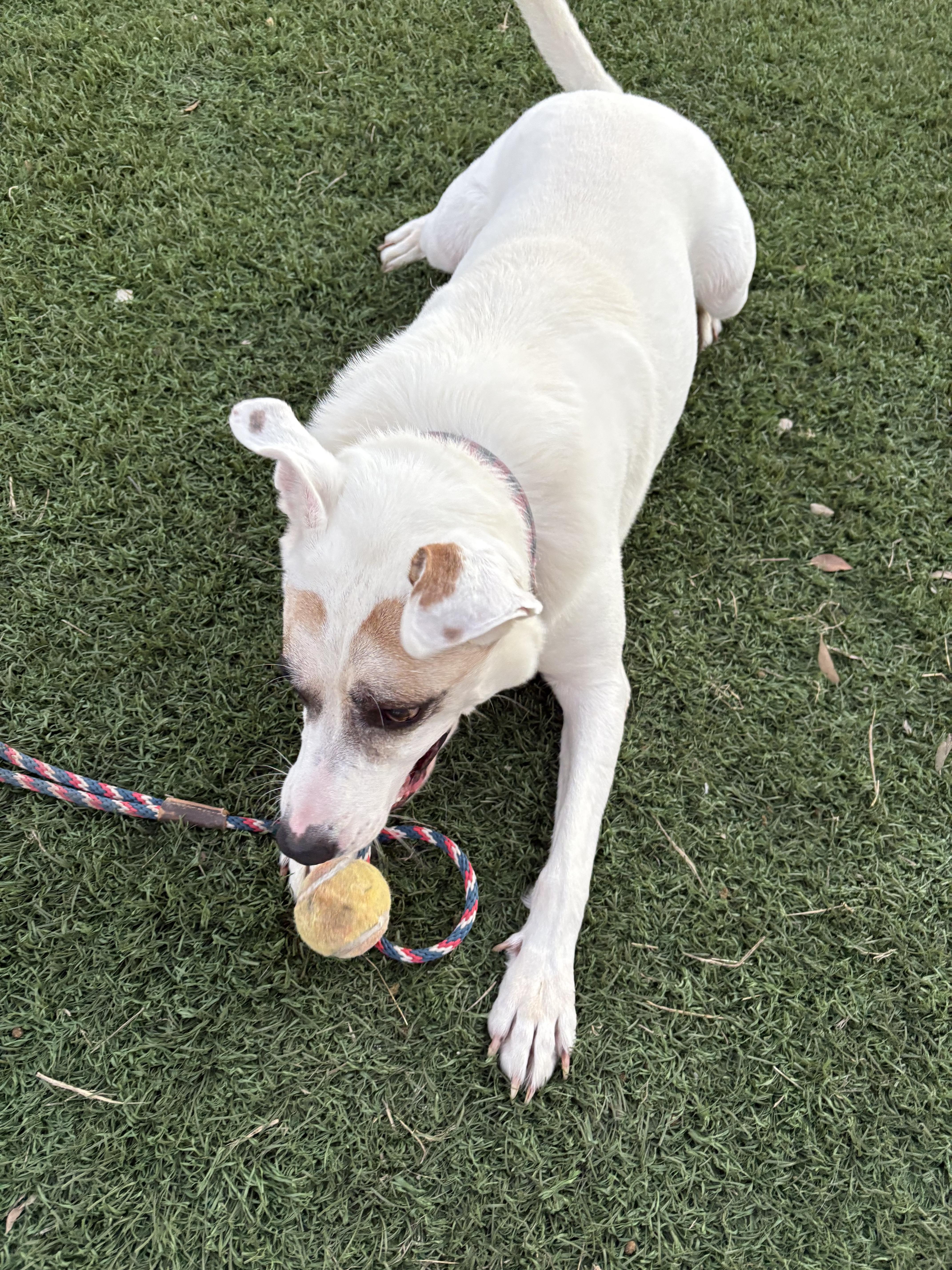 Jake, Adoptable, Adult Male Australian Cattle Dog / Blue Heeler & Terrier.