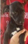 Daffy, Adoptable, Puppy Male Dachshund & Chihuahua.