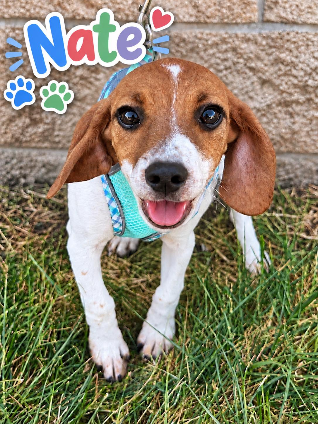 Nate, Adopted, Puppy Male Beagle & Dachshund.
