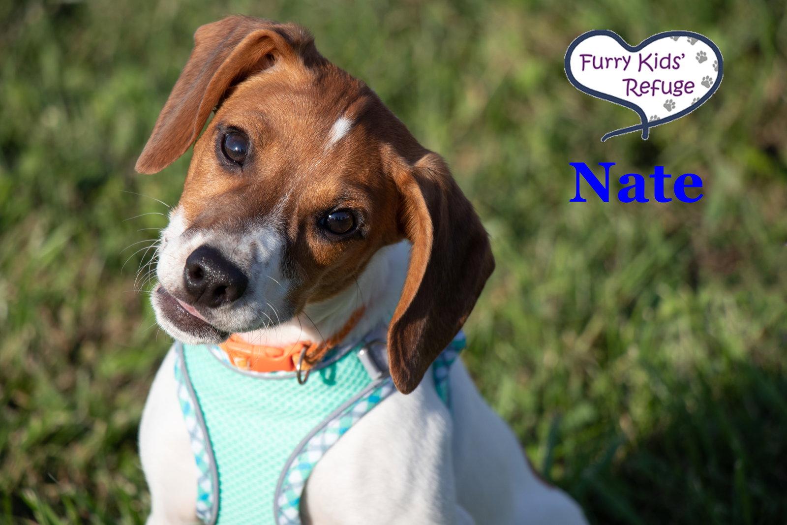 Enlarge Nate, a Adopted mixed breed in Lee's Summit, MO image 2/3