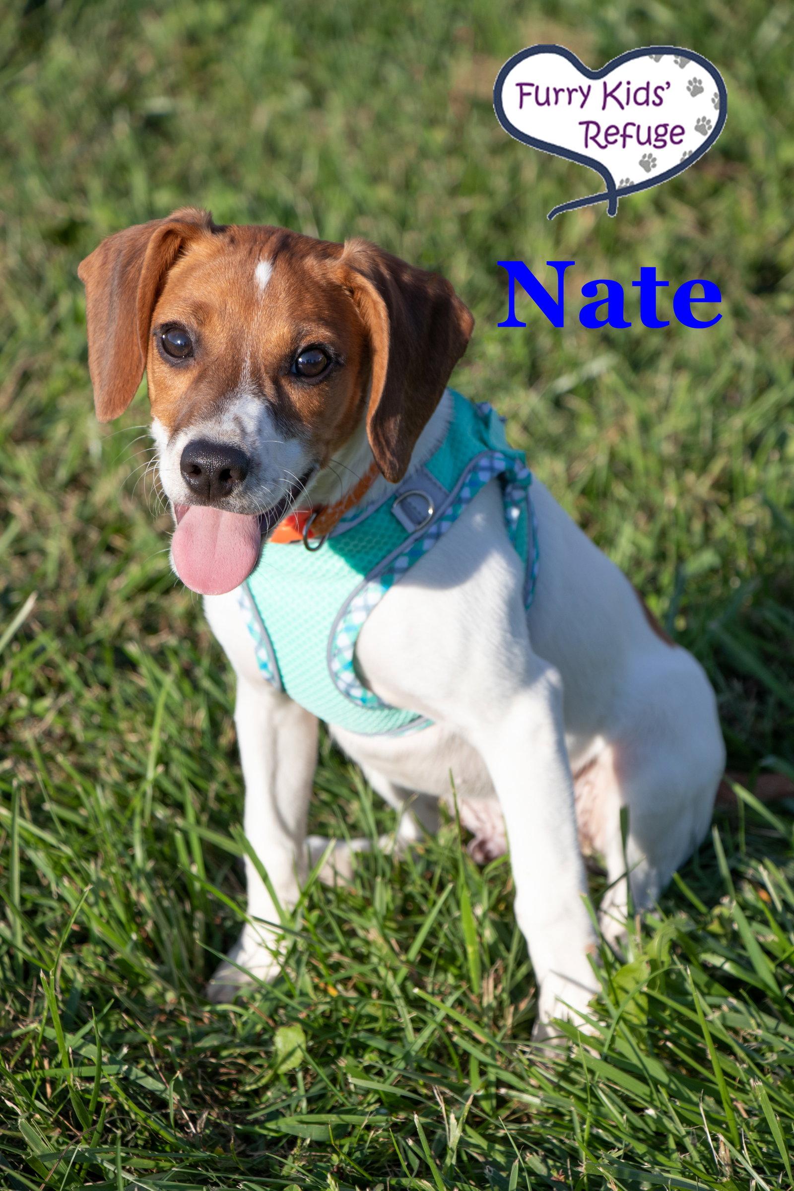 Enlarge Nate, a Adopted mixed breed in Lee's Summit, MO image 3/3