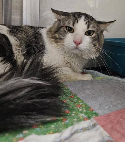 Angel, Adoptable, Adult Male Domestic Long Hair & Domestic Short Hair.