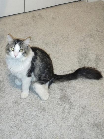 Angel, Adoptable, Adult Male Domestic Long Hair & Domestic Short Hair.