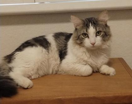 Enlarge Angel, a Adoptable mixed breed in Phoenix, AZ image 2/2