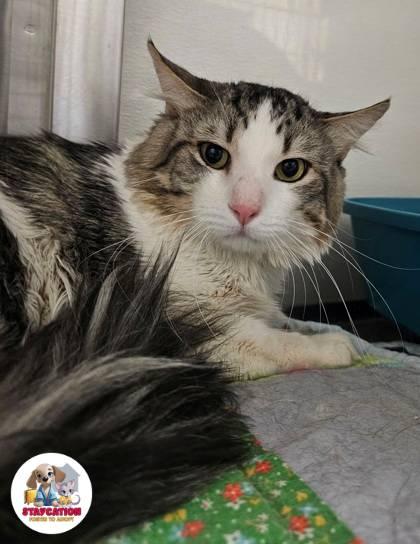Angel, a Adoptable mixed breed in Phoenix, AZ image 2/2