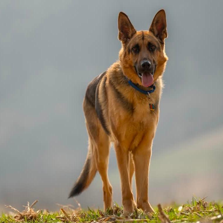 Nike (26-077), Adoptable, Adult Male German Shepherd Dog.