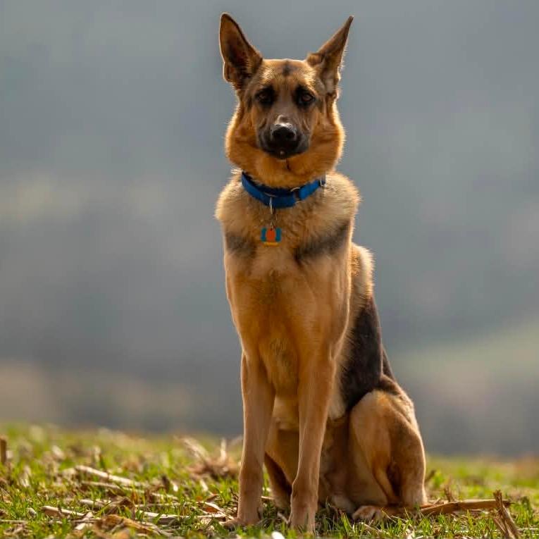 Nike (26-077), a Adoptable German Shepherd Dog in New Ringgold, PA image 2/4
