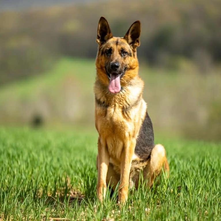 Enlarge Nike (26-077), a Adoptable German Shepherd Dog in New Ringgold, PA image 2/4