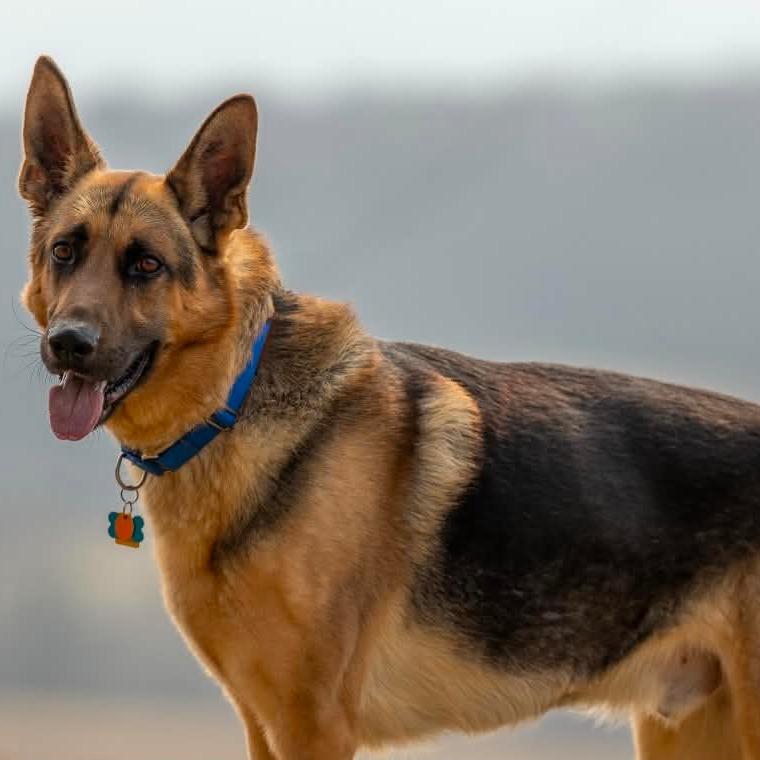 Nike (26-077), a Adoptable German Shepherd Dog in New Ringgold, PA image 3/4