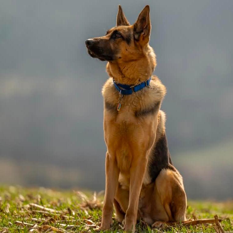 Nike (26-077), a Adoptable German Shepherd Dog in New Ringgold, PA image 4/4
