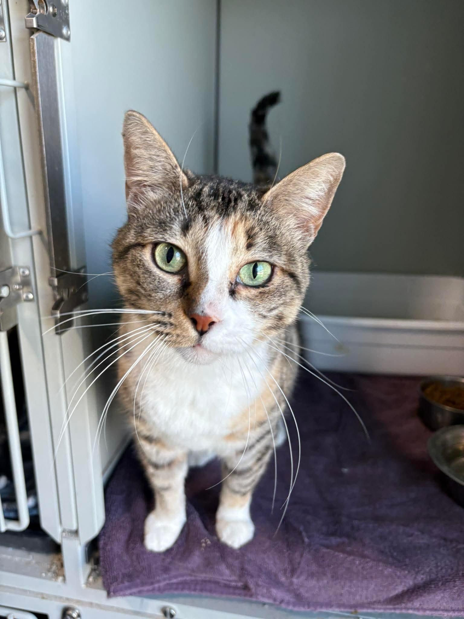 Nala, adopted, Adult Female Dilute Calico & Tabby.