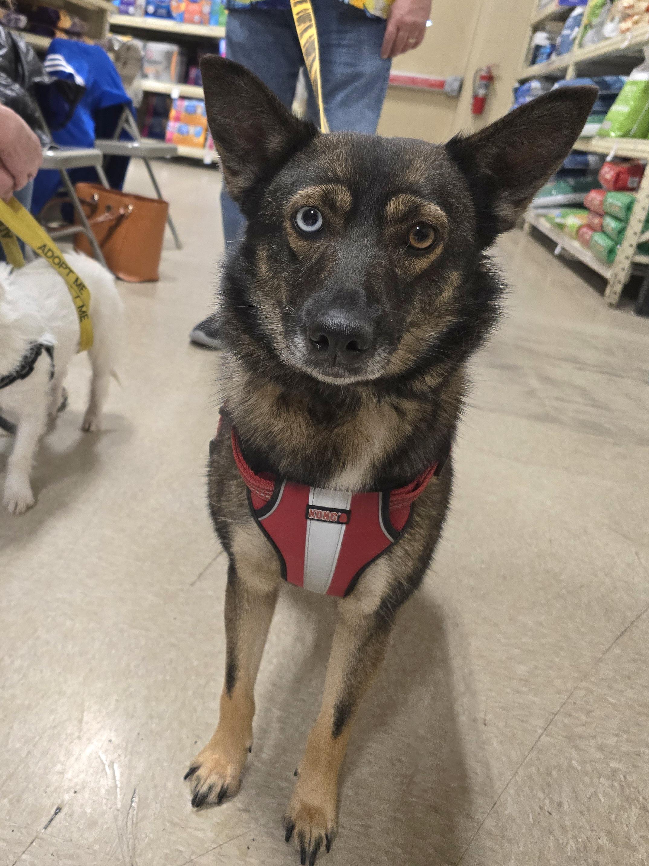 Foxy, a Adoptable mixed breed in Cedar Rapids, IA image 2/6