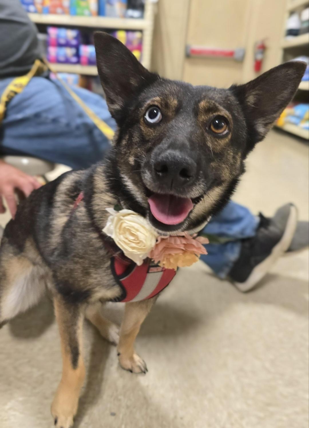 Foxy, a Adoptable mixed breed in Cedar Rapids, IA image 3/6
