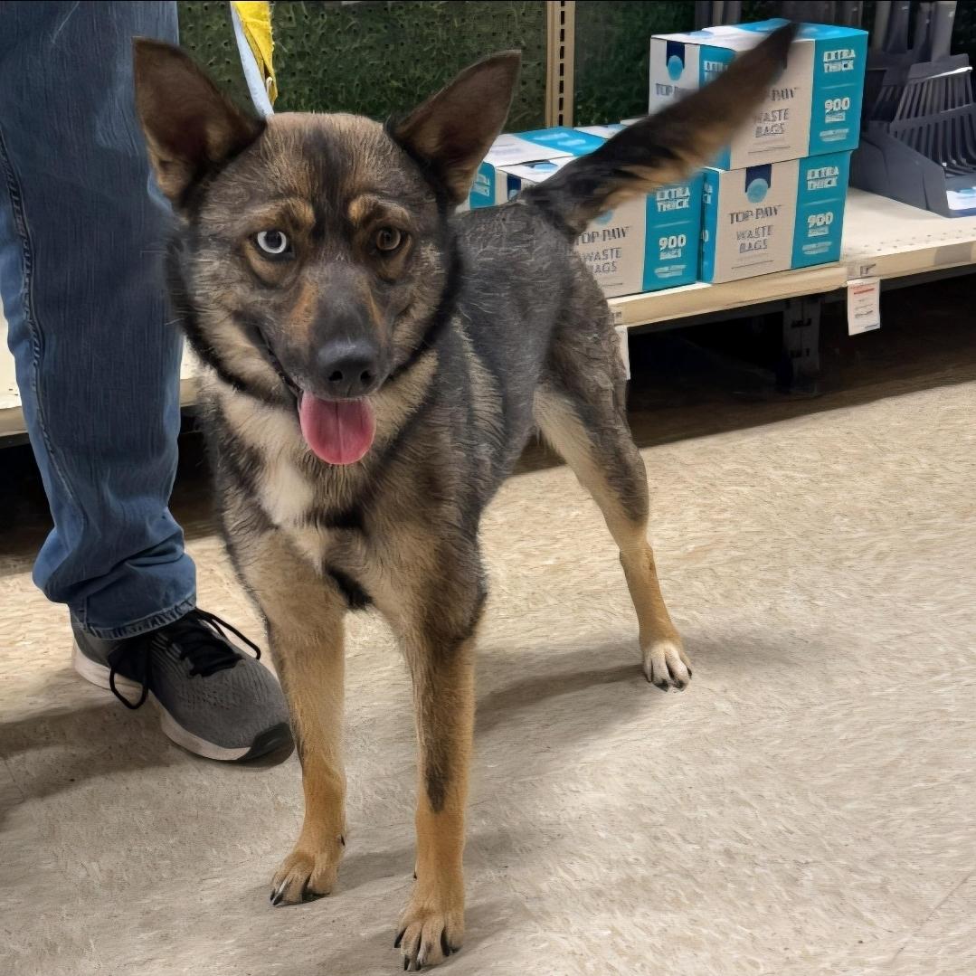 Foxy, a Adoptable mixed breed in Cedar Rapids, IA image 1/6