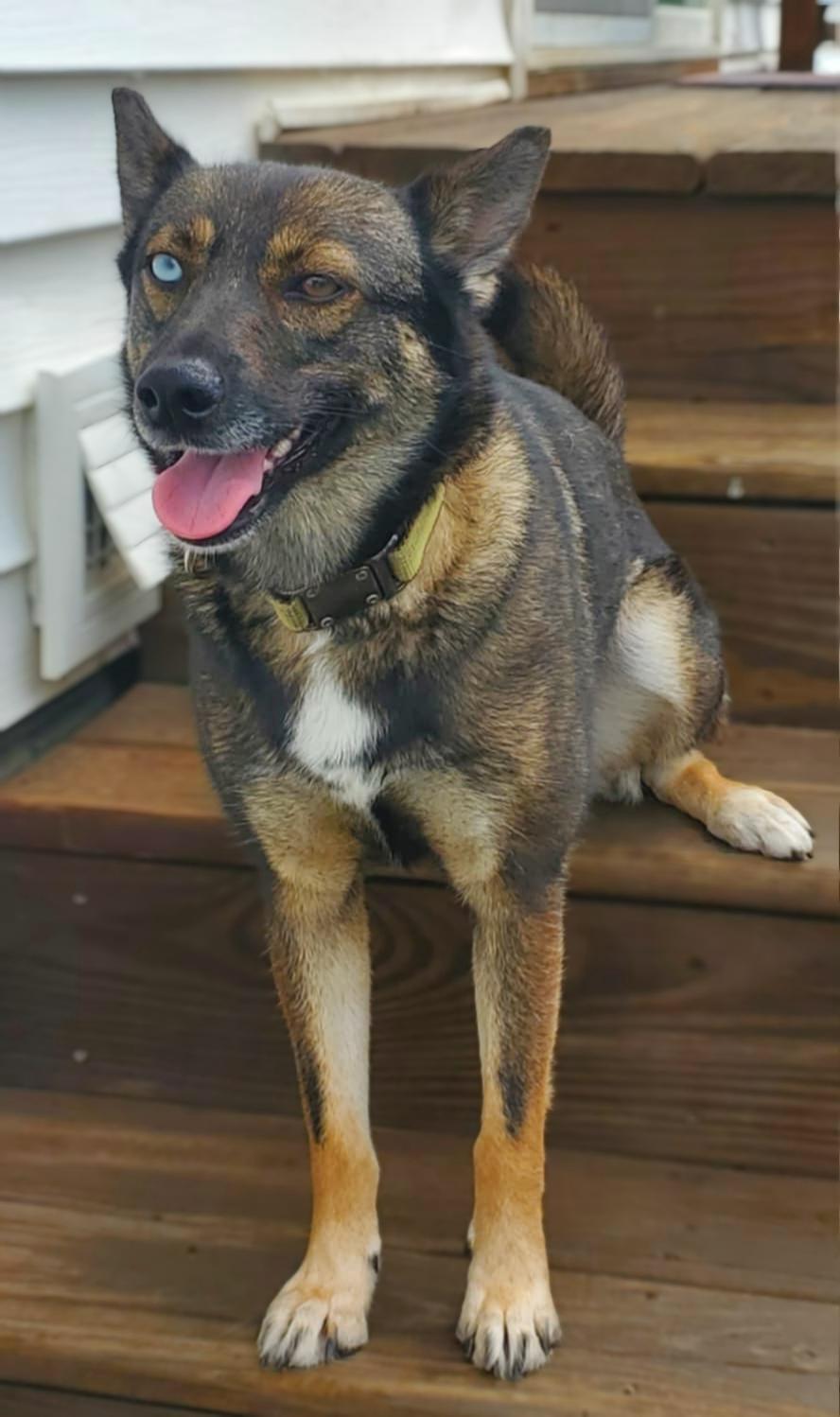 Foxy, a Adoptable mixed breed in Cedar Rapids, IA image 6/6