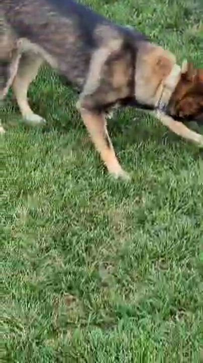 Enlarge Foxy, a Adoptable mixed breed in Cedar Rapids, IA video 5/6