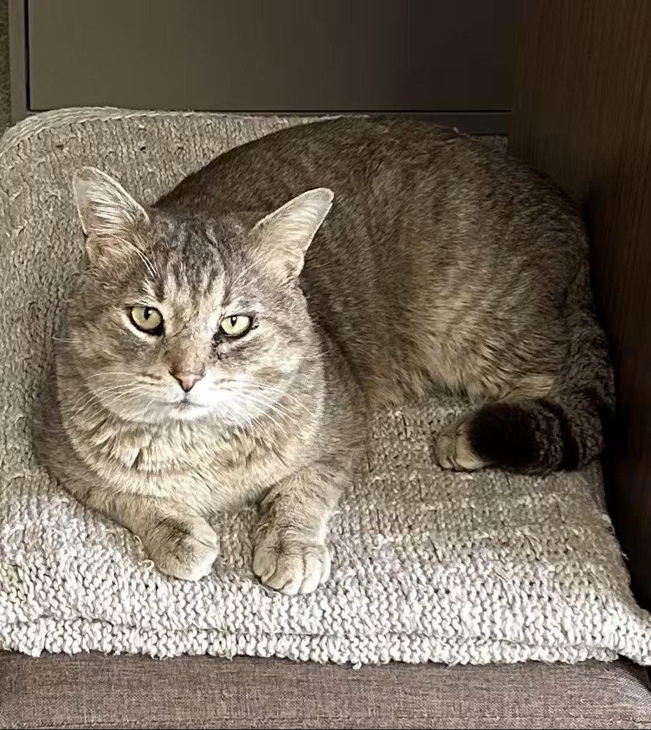 Enlarge Pedro, a Adoptable Domestic Short Hair in Whitehall, PA image 1/1