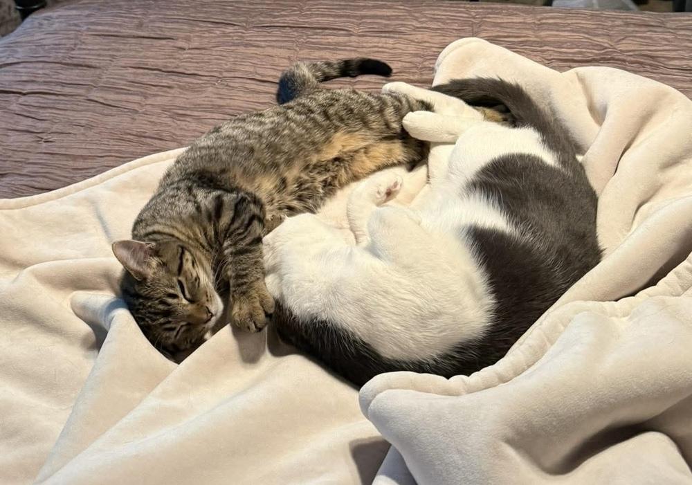 Enlarge Fairytale, a Adoptable Domestic Short Hair in Chicago, IL image 1/5