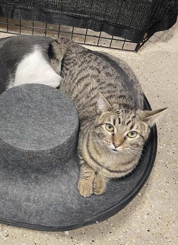 Enlarge Fairytale, a Adoptable Domestic Short Hair in Chicago, IL image 2/6