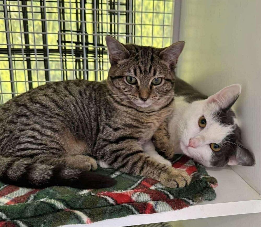 Enlarge Fairytale, a Adoptable Domestic Short Hair in Chicago, IL image 2/5