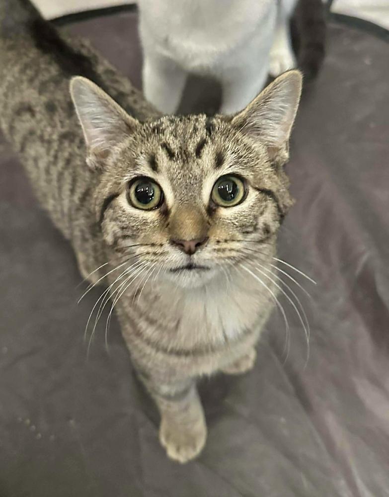 Fairytale, Adoptable, Kitten Female Domestic Short Hair.