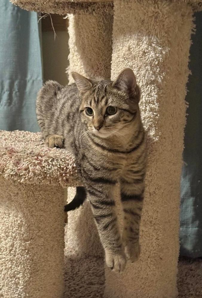 Enlarge Fairytale, a Adoptable Domestic Short Hair in Chicago, IL image 4/5