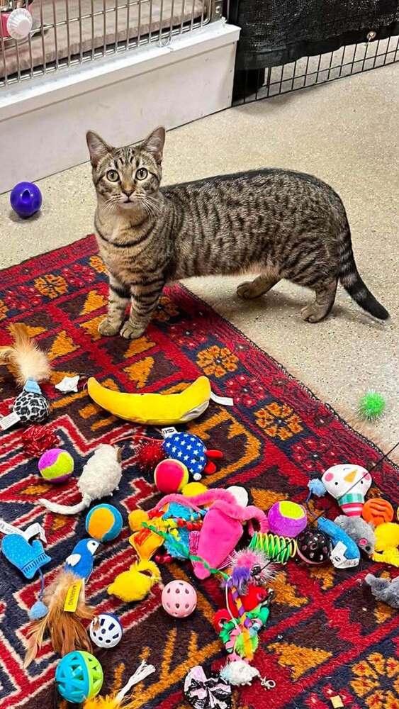 Enlarge Fairytale, a Adoptable Domestic Short Hair in Chicago, IL image 2/6