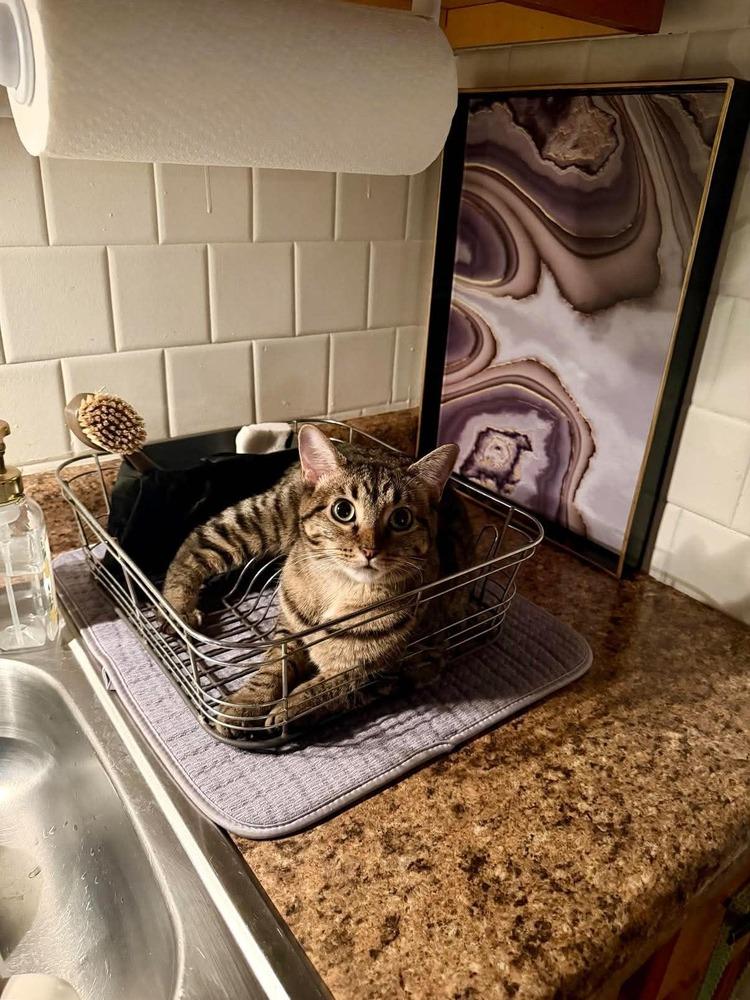Enlarge Fairytale, a Adoptable Domestic Short Hair in Chicago, IL image 3/6