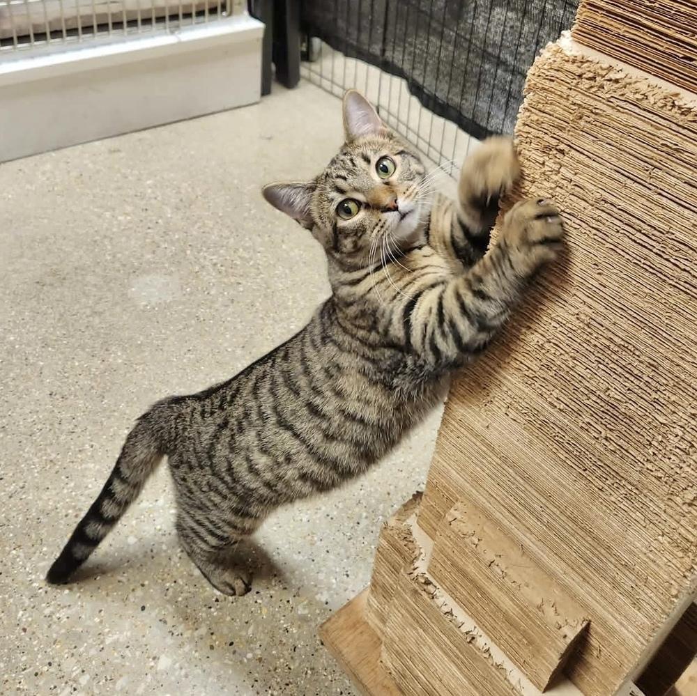 Fairytale, a Adoptable Domestic Short Hair in Chicago, IL image 4/6