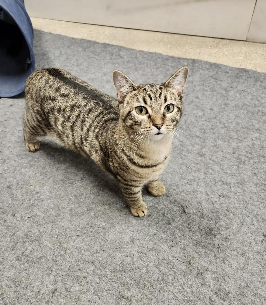 Fairytale, a Adoptable Domestic Short Hair in Chicago, IL image 5/6
