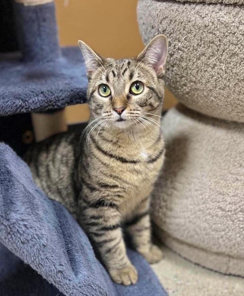 Fairytale, a Adoptable Domestic Short Hair in Chicago, IL image 6/6