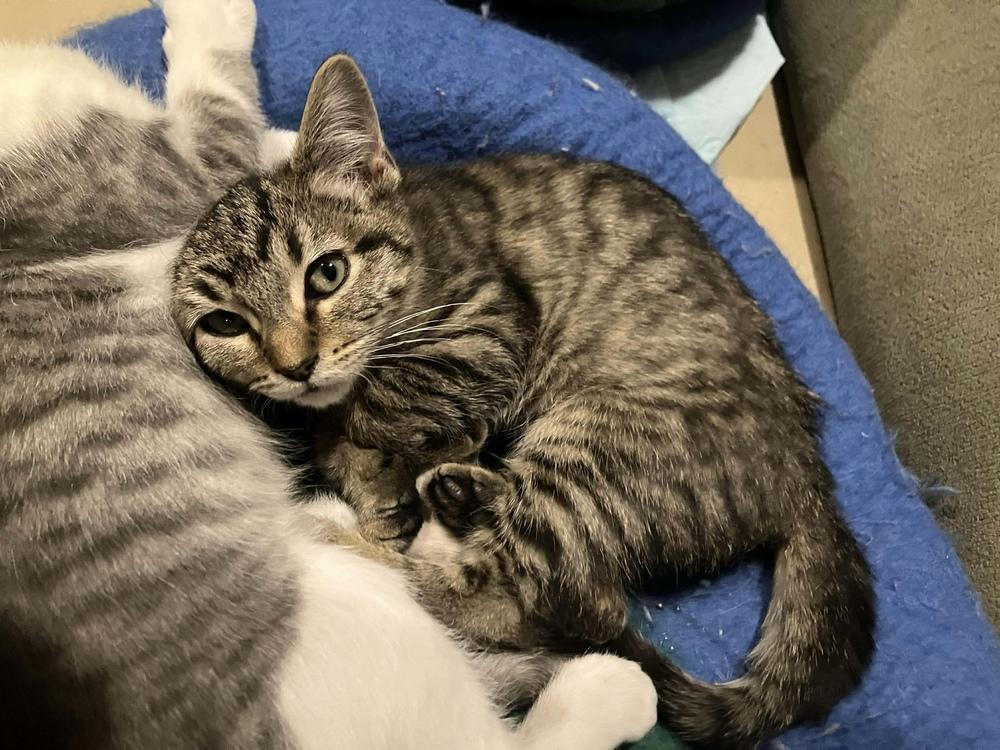 Enlarge Fairytale, a Adoptable Domestic Short Hair in Chicago, IL image 5/5