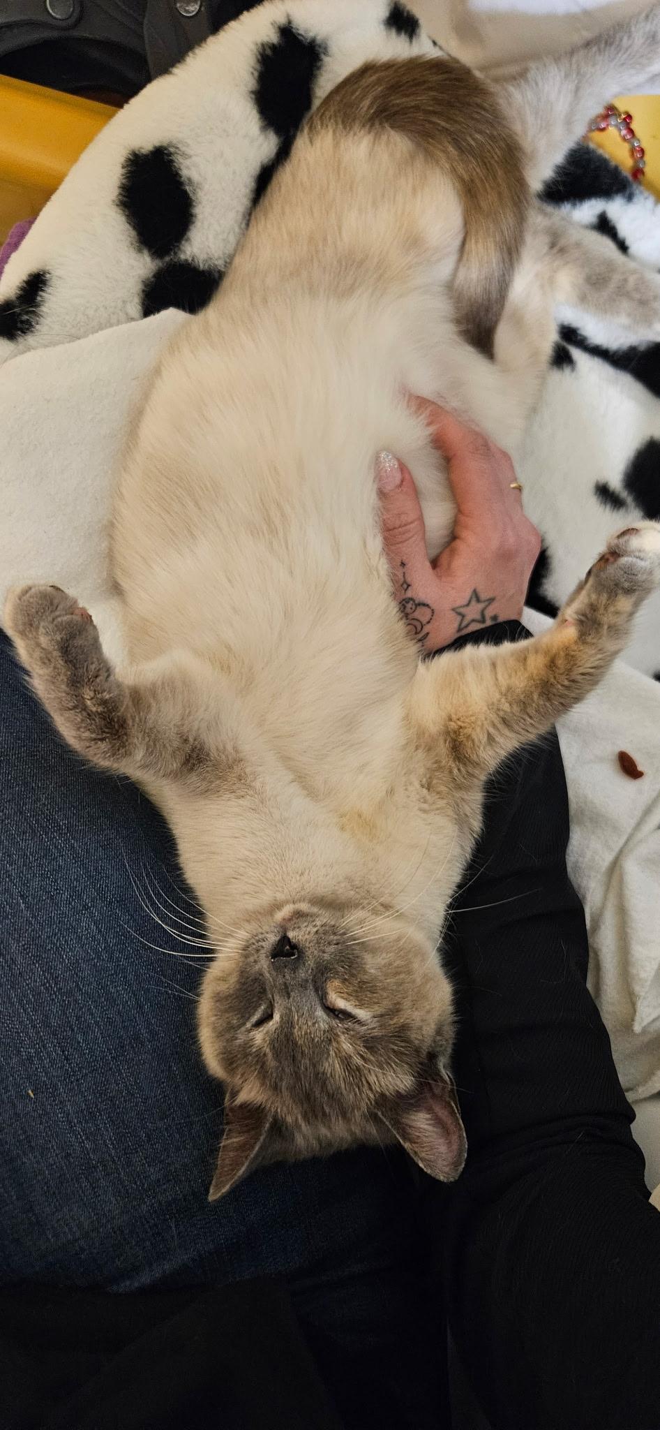Enlarge Mali, an adopted Siamese in Hamburg, NY image 5/6