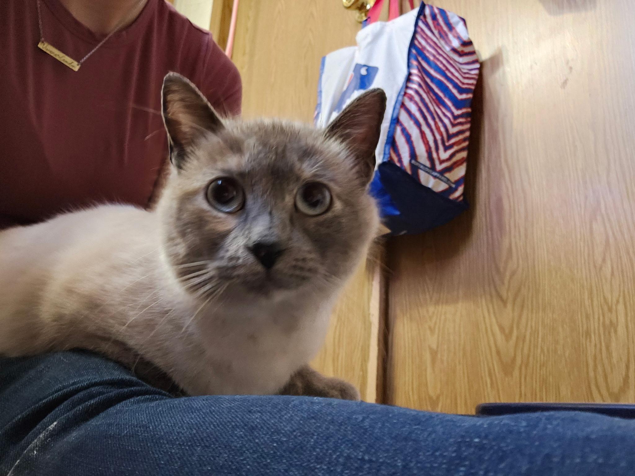 Enlarge Mali, an adopted Siamese in Hamburg, NY image 2/6