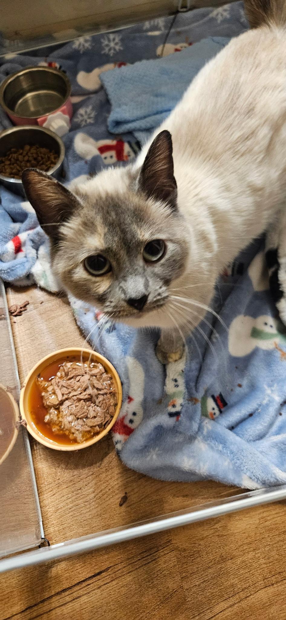 Mali, adopted, Young Female Siamese.