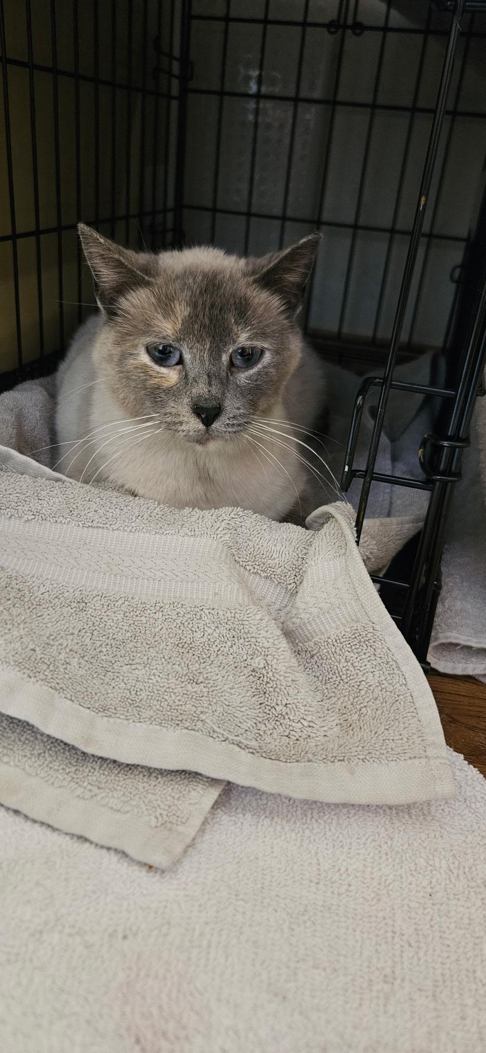 Enlarge Mali, an adopted Siamese in Hamburg, NY image 3/6