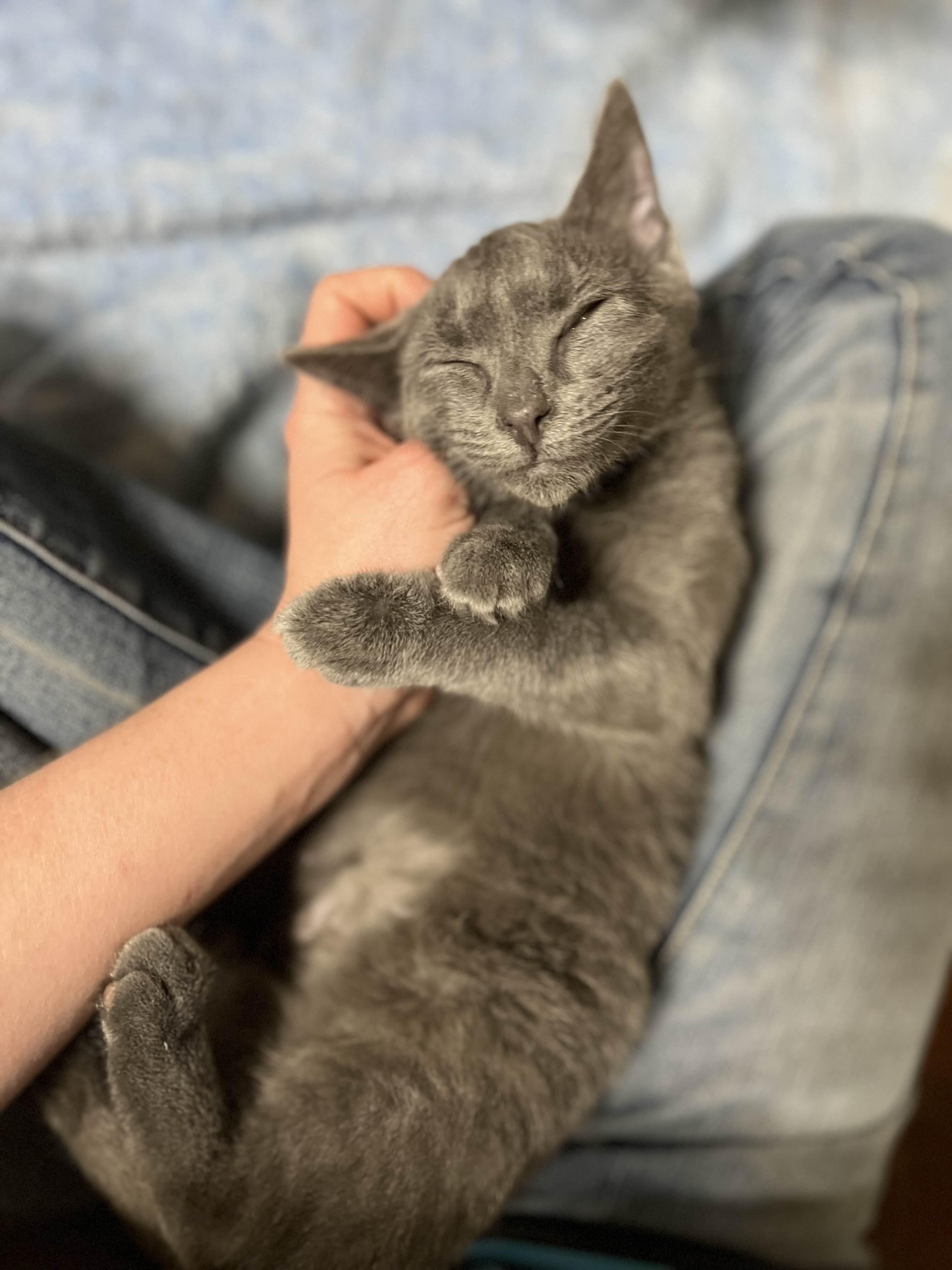 Posh, a Adoptable Domestic Short Hair in Richmond, KY image 1/6