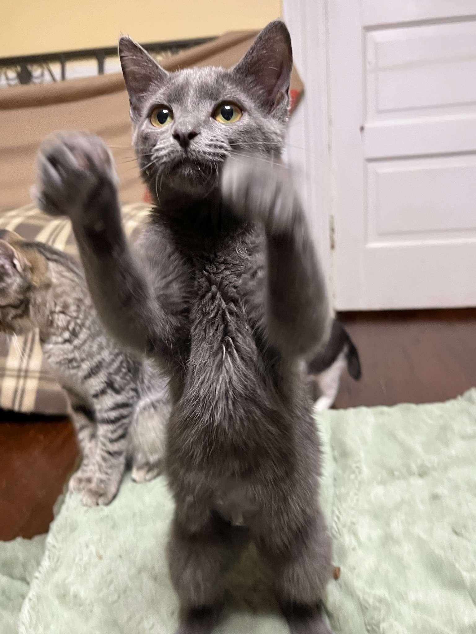 Posh, a Adoptable Domestic Short Hair in Richmond, KY image 4/6