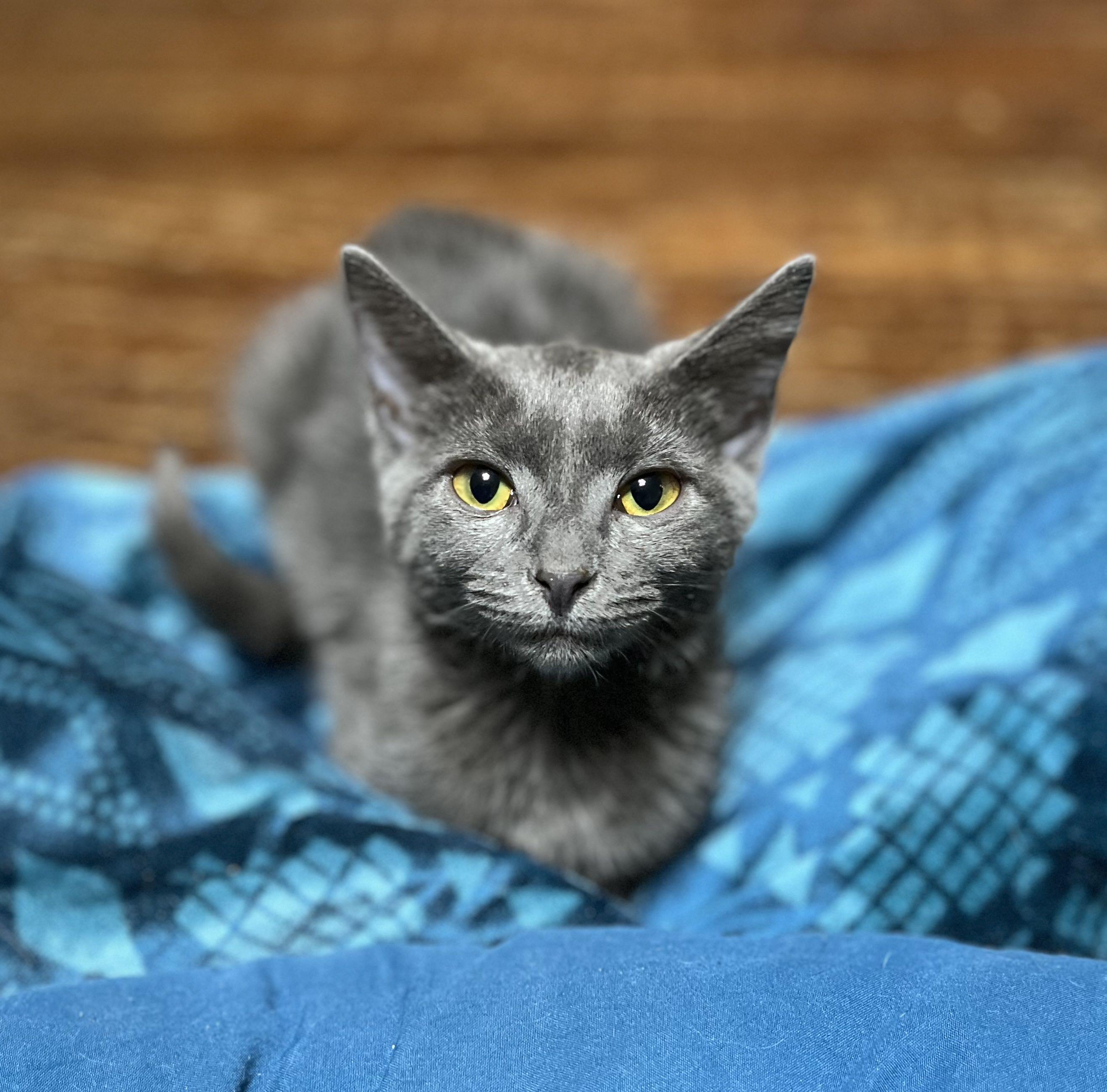 Posh, a Adoptable Domestic Short Hair in Richmond, KY image 5/6