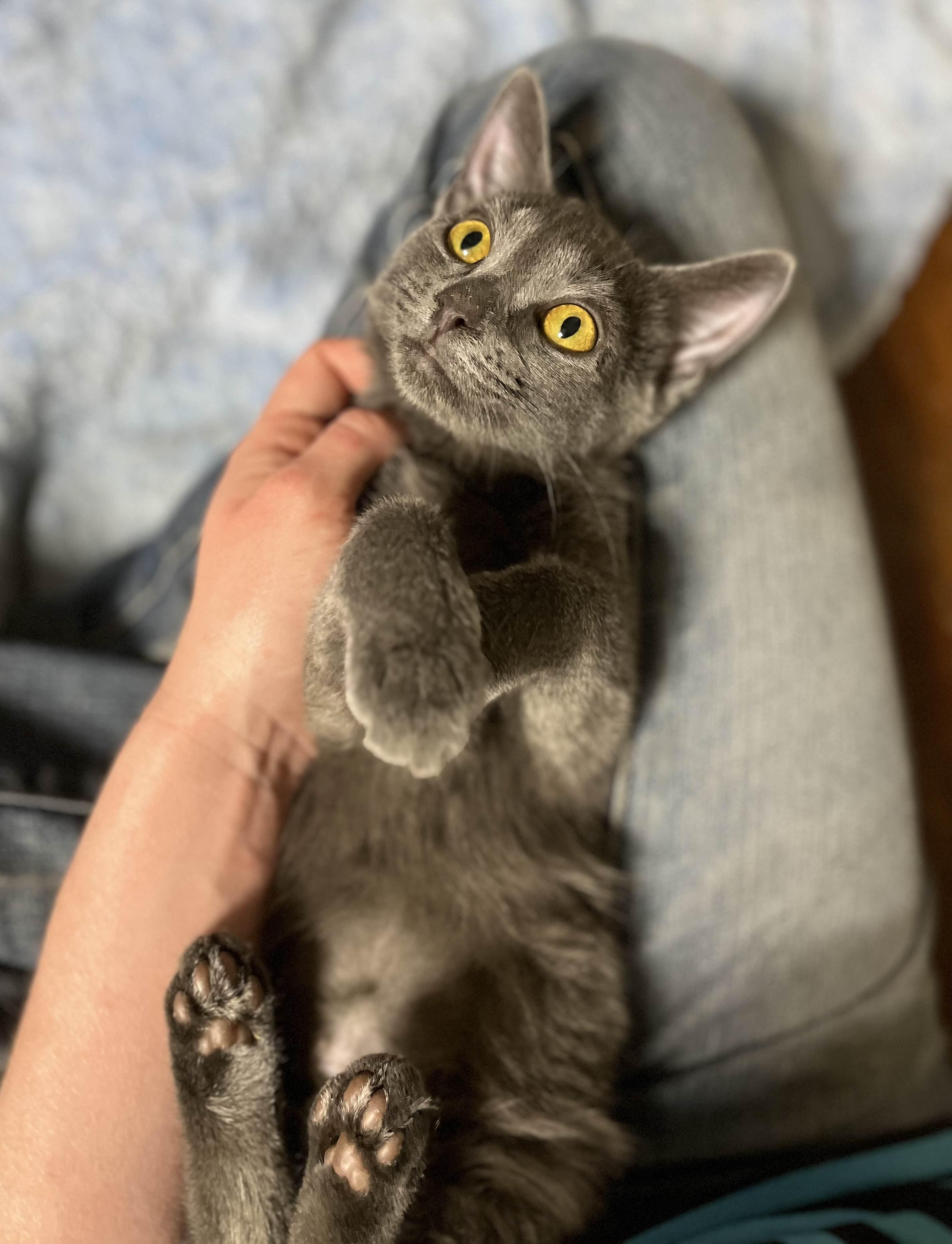 Posh, a Adoptable Domestic Short Hair in Richmond, KY image 6/6