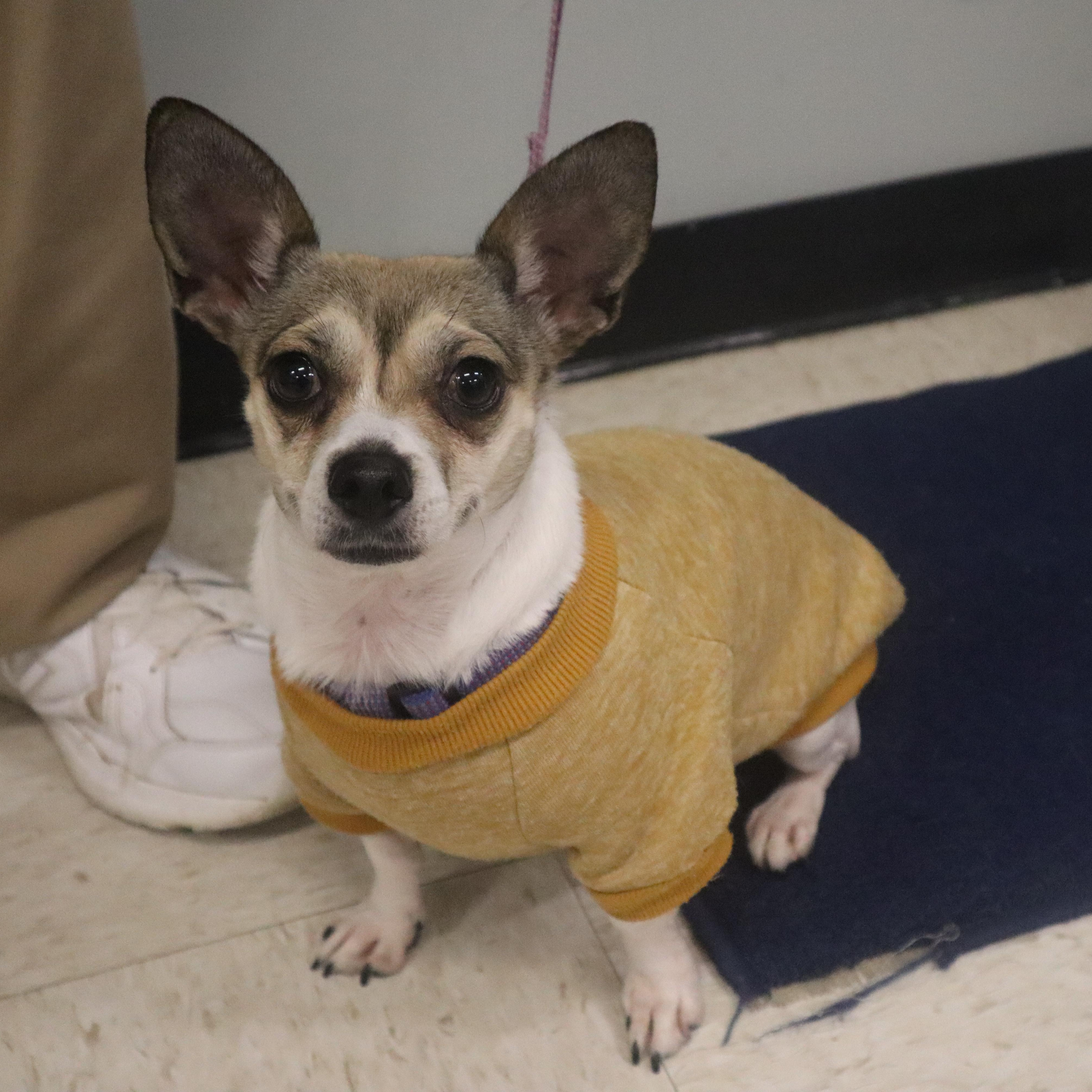 Phoebe, an adopted mixed breed in Goshen, KY image 3/4