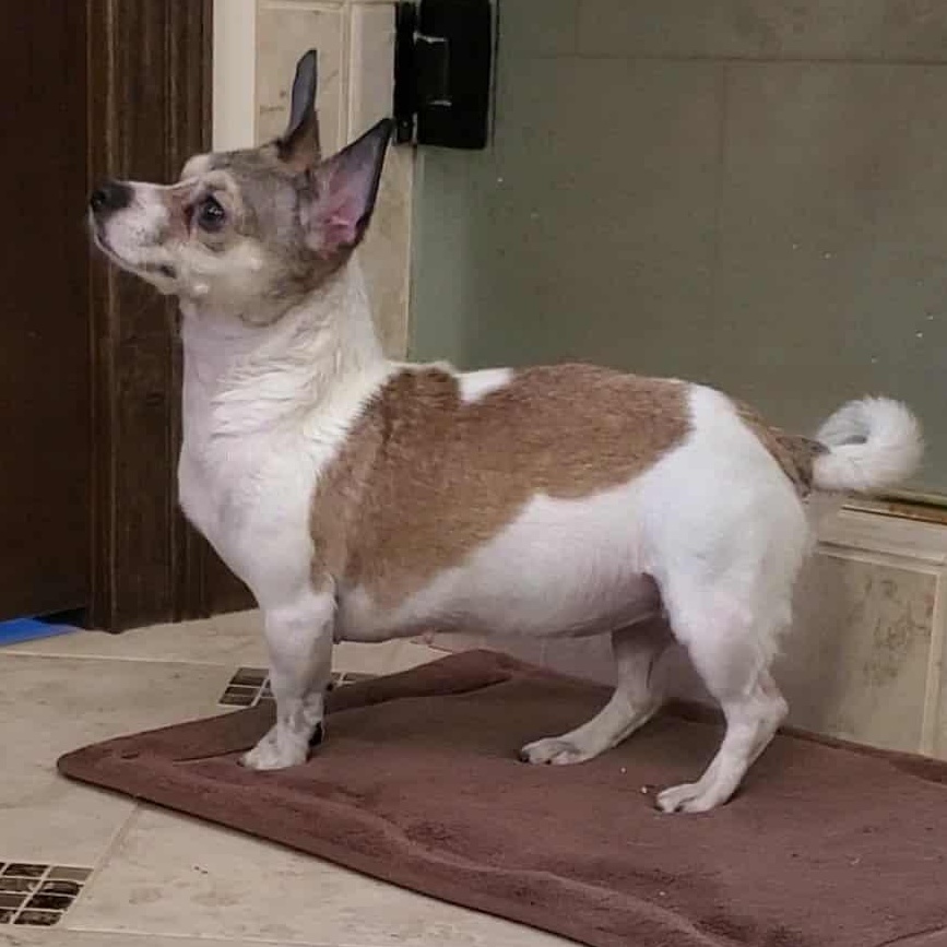 Phoebe, an adopted mixed breed in Goshen, KY image 2/4